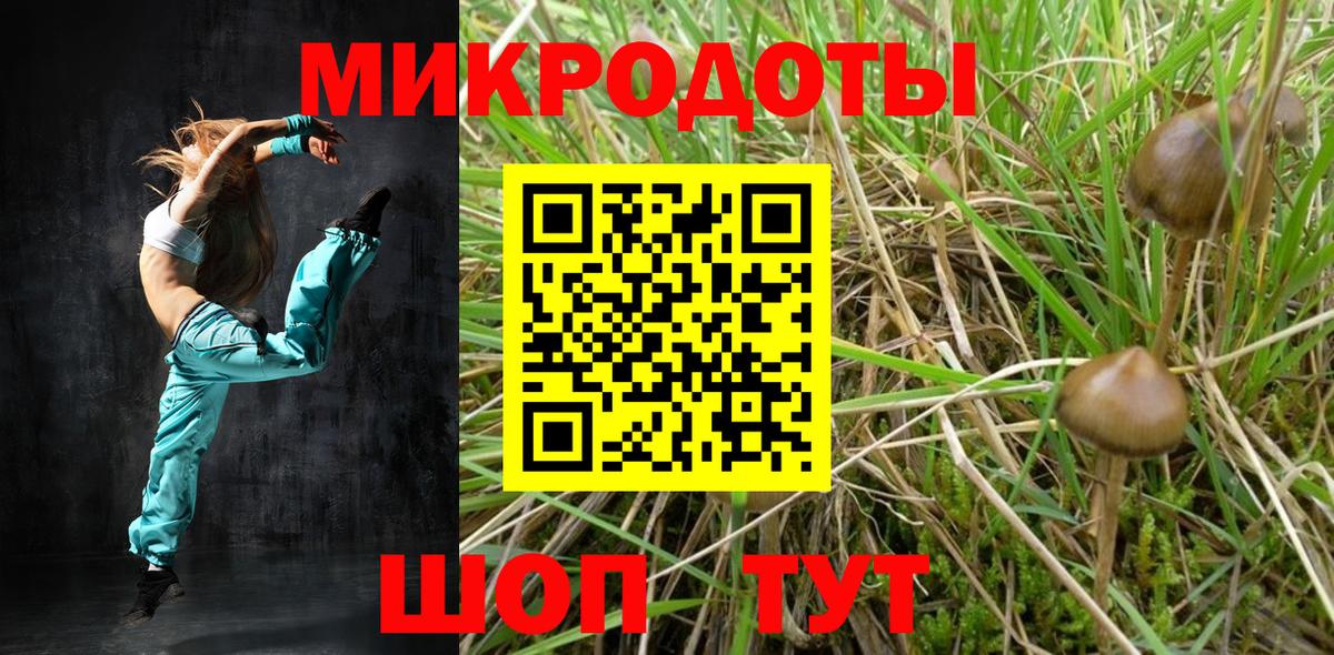 Галлюциногенные грибы Psilocybine cubensis Тверь